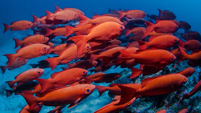 schooling fish in sea